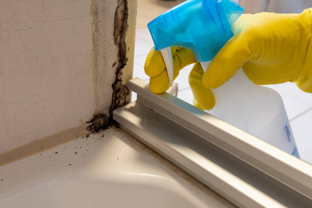 Best Mold Damage Repair  in Waimanalo, HI