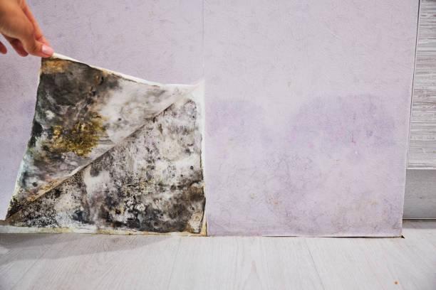 Best Local Mold Removal Service  in Waimanalo, HI